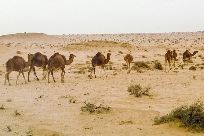 4 Days Tunisia Discovery Private Tour - Day four: Gabes market and El Jem’s Roman arena