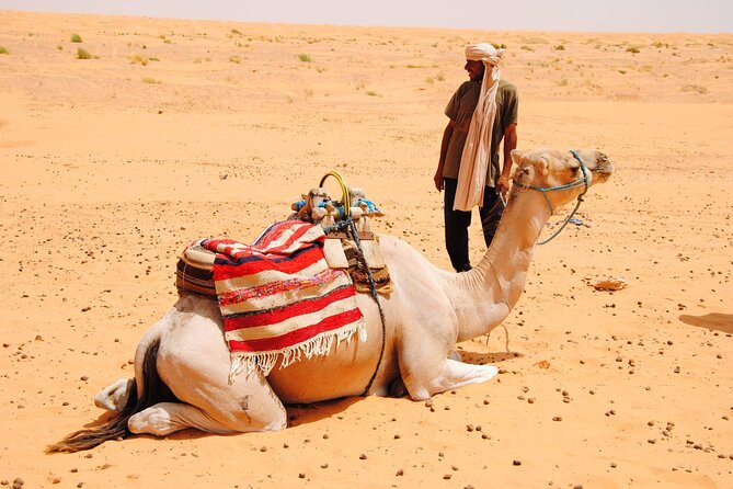 Day Trip in Ksar Ghilane with Lunch and Pickup - Lunch and what the $70.29 price covers