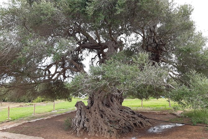 Daytrip to Kerkouen Unesco Site Kelibia and Houaria Caves - Food, comfort, and the long day
