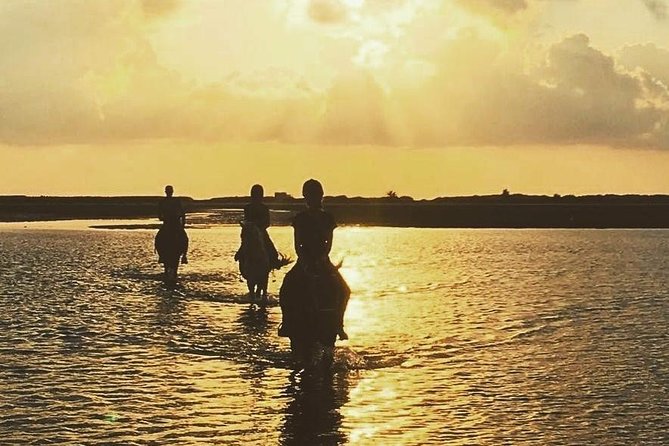 Discovery ride on horseback or camel 2h30 - Key points to know before booking