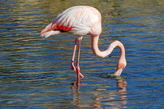 Djerba Flamingo Island Pirate Boatrip - Trip, Lunch & Pick-up - Lunch under the palm-fringed hut