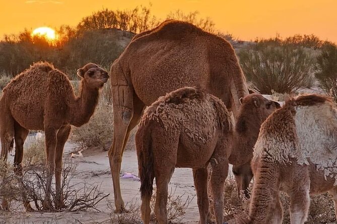 From Djerba: Explore the desert in a day - What the desert activities cost