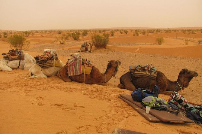 From Tozeur: 3-Day Desert Trip - Key points to know before booking