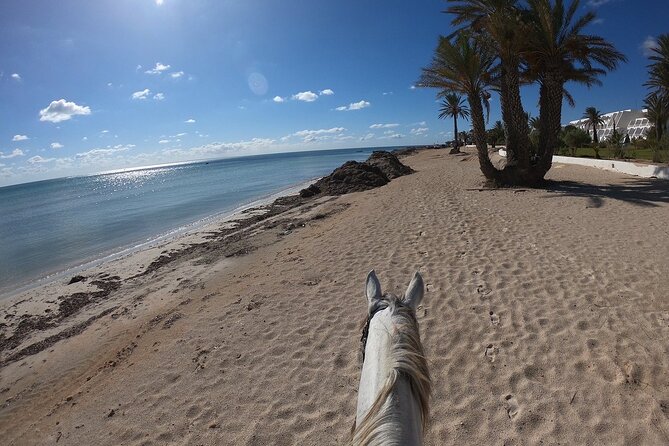 Horseback Riding in Djerba Lagoon - Crossing the Lagoon and Reaching an Island