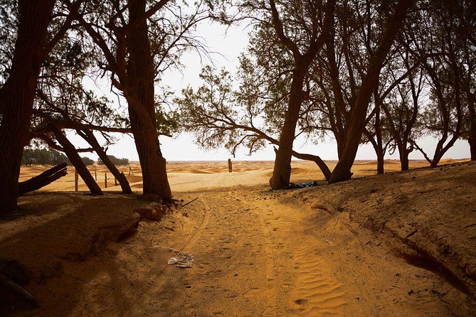 Ksar Ghilane 1 day: The hot spring and the homestay - Hotel Sidi Idriss connects Matmata to Star Wars