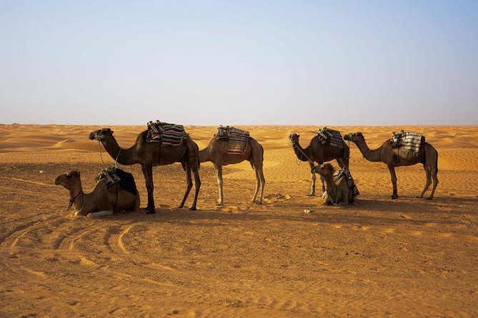 Ksar Ghilane 1 day: The hot spring and the homestay - Who will enjoy this Ksar Ghilane day