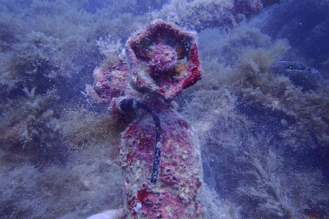 Octopus Rock Exploration - Certified Diver - Key points to know before booking