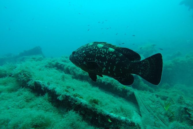 Octopus Rock Exploration - Certified Diver - Starting at La Sirène in Djerba