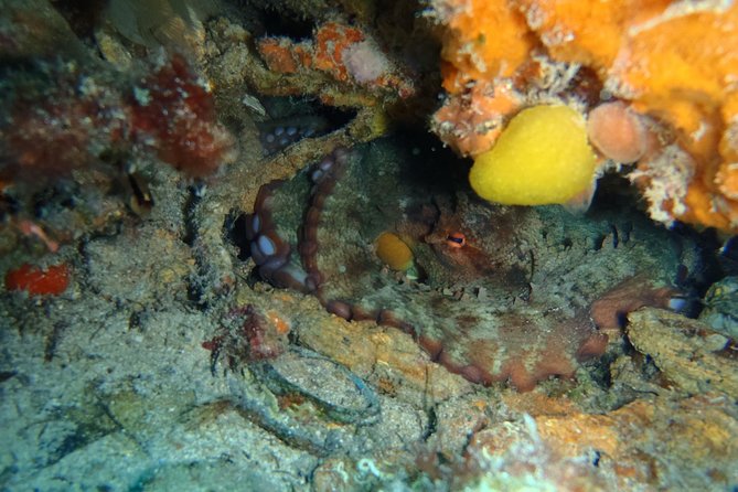 Octopus Rock Exploration - Certified Diver - How much value you get for $75.49