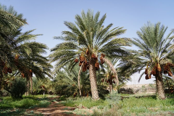 Private 3 Day Tour in Southern Tunisia or More - Day Three: Chebika and Tamerza Mountain Oases