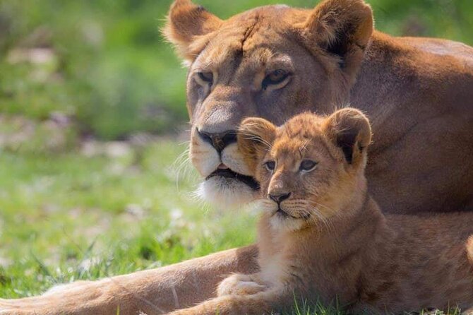 Private Excursion of Friguia Park and Medina of Hammamet - Animals, shows, and the best time to look